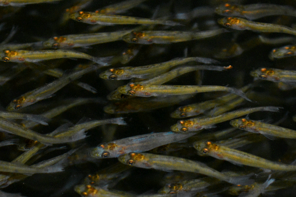 Kannibalistische Fingerlinge sind erkennbar - kleine Hologans in der Fischhatchery.